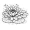 Nymphaea water lily drawings, outline water lily drawing, outline water lily flower drawing, black and white water lily drawing