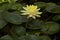 Nymphaea, water lily, (Gregg`s orange Beauty).