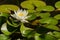 Nymphaea white flower in water