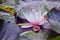 Nymphaea white pink lotus water lily