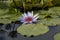 Nymphaea - white waterlily - aquatic vegetation, water plants