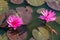 Nymphaeaceae beautiful pink water lily flower in the lake