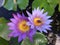 Nymphaeaceae, Water Lily Blossoming in Kilauea on Kauai Island, Hawaii