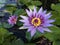 Nymphaeaceae, Water Lily Blossoming in Kilauea on Kauai Island, Hawaii