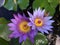 Nymphaeaceae, Water Lily Blossoming in Kilauea on Kauai Island, Hawaii