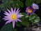 Nymphaeaceae, Water Lily Blossoming in Kilauea on Kauai Island, Hawaii