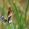 Nymphalidae butterfly