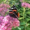 Nymphalidae butterfly sits on a blooming bush Hylotelephium spectabile