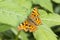 Nymphalis c-album, Polygonia c-album, Comma butterfly from Germany