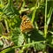 Nymphalis polychloros, Large Tortoiseshell butterfly in wild plants