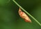 Nymphalis xanthomelas pupa , the scarce tortoiseshell butterfly chrysalis