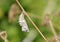 Nymphalis xanthomelas pupa , the scarce tortoiseshell butterfly chrysalis