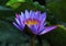 Nymphea stellata & x28;blue/purple lotus& x29;