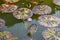 Nymphea Tanzanite water lilies floating on surface of the water in a pond