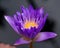 Nymphea ultra violet tropical waterlily