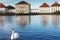 The Nymphenburg Palace in Munich. Bavaria. Germany. Beautiful white Swans On Lake water- peaceful scene, romance, seasonal postcar