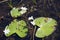 Nymphoides indica or water snowflake on the Jayatataka baray