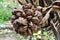 Nypa palm fruit in Thailand, close up of nypa seed in nature.