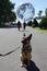 NYPD transit bureau K-9 dog provides security at National Tennis Center during 2019 US Open in New York