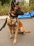 NYPD transit bureau K-9 dog provides security at National Tennis Center during 2019 US Open in New York