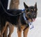 NYPD transit bureau K-9 dog provides security at National Tennis Center during 2019 US Open in New York