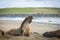 NZ Fur Seal on Catlins beach