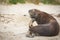 NZ Fur Seal scratching itself with it`s flipperthemselves on Catlins beach