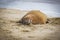 NZ Fur Seal sunning  on Catlins beach