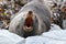NZ South - Seals