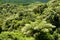 NZ Tree Fern Forest