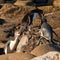 NZ Yellow-eyed Penguins or Hoiho feeding the young