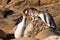 NZ Yellow-eyed Penguins or Hoiho feeding the young