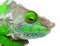 O\'Shaughnessy Chameleon