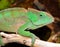 O\'Shaughnessy Chameleon