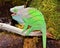 O\'Shaughnessy Chameleon