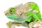 O\'Shaughnessy Chameleon