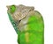 O\'Shaughnessy Chameleon