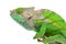 O\'Shaughnessy Chameleon