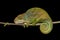 O`Shaughnessy`s chameleon, Calumma Oshaugnessyi, Andasibe-Mantadia National Park, Madagascar wildlife