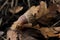 Oak acorn in fallen autumn leaves