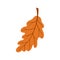 Oak or acorn tree isolated orange leaf