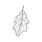 Oak or acorn tree leaf isolated sketch. Vector