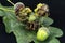 Oak acorns chemically distorted by the eggs of a parasitic gall wasp the normally smooth green acorn warped into a shape similar