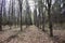 Oak alleys. Mixed forest area. Coniferous and deciduous trees. It\\\'s a sunny day