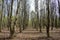 Oak alleys. Mixed forest area. Coniferous and deciduous trees. It s a sunny day