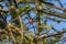 Oak apple, gall of the gall wasp on an oak