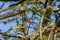 Oak apple, gall of the gall wasp on an oak