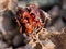 Oak-apple, gall. Nature detail.