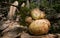 Oak apple galls