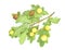 Oak apples on the undersides of oak leaves, are caused by chemicals injected by the larva of certain kinds of gall wasp